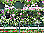 Hanging Baskets