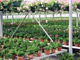 Clay pots of begonias