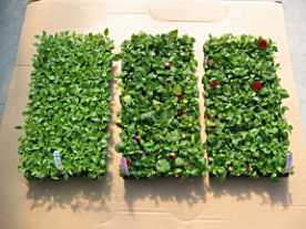 Flats of dahlias