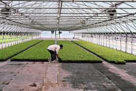 Aaron's Creek Farm greenhouse