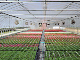 Bedding Plants starting to blom