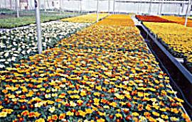 Bedding Plants