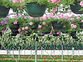 Hanging Baskets